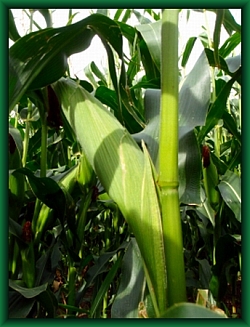 Das Maislabyrinth im Jahr 2009