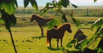 Unsere Ponys und Ziegen auf der Weide