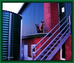 Unsere beiden Ziegen stehen auf dem Dach der Heizung